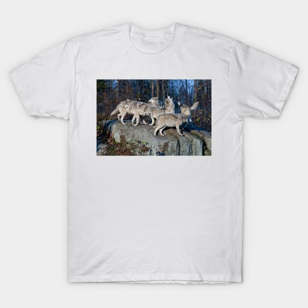 Timber Wolves T-Shirt by jaydee1400